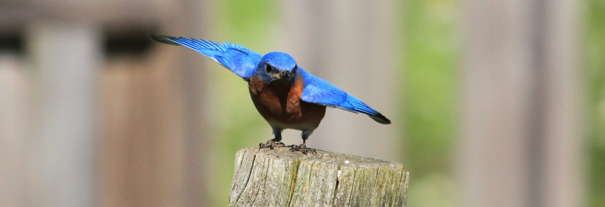 Blue Bird
